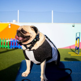 Mundo Pet celebra quatro anos de existência com propostas inovadoras para o bem-estar animal