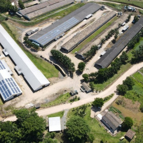 70% das granjas da Seara já utilizam energia solar