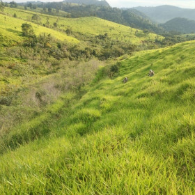 Ypê investe R$ 1,3 milhão para plantar 23 mil mudas e recuperar área equivalente a 15 campos de futebol