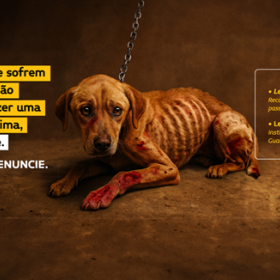 CLDF lança campanha para conscientizar população sobre maus-tratos e guarda responsável de animais domésticos