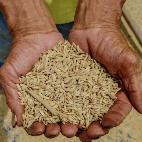 CONAB intensifica medidas de apoio à agricultura familiar no Nordeste