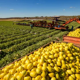 Do sertão ao mercado global: como o Ceará virou potência agrícola no semiárido