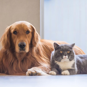 De pet a membro da família: como os animais estão transformando a estratégia das marcas