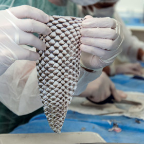 Ceará terá primeira fábrica do mundo de pele de tilápia para tratamento de queimaduras